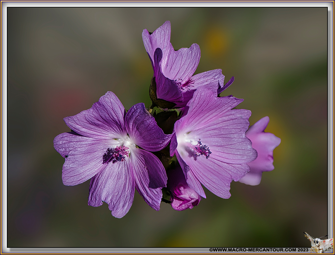 Mauve alcée